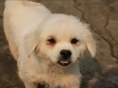 Zero eight-living area YOYO (not for sale for display only)