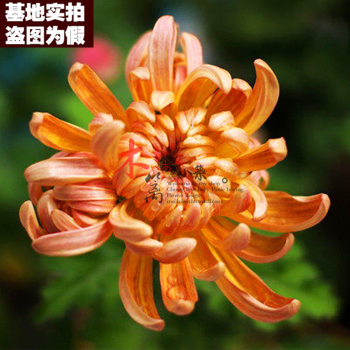 盆栽菊花【15号】菊花苗 四季菊花菊花 带原土发货 当年开花