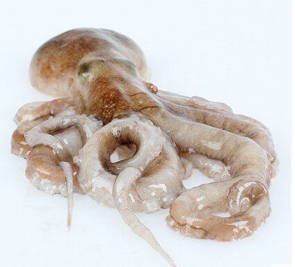 Seafood Fresh Live Octopus Live Octopus Live Octopus Cuttlefish 500g