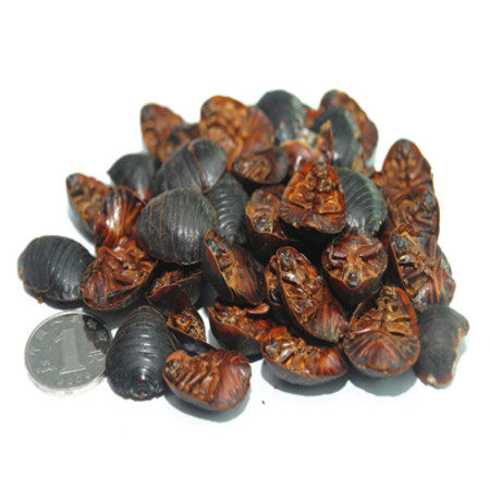 Chinese medicinal materials, ground beetle, ground beetle, soil yuan, stinging insect 500g, 35 yuan