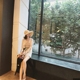 MISS J Gentle màu lưới xếp chồng lên nhau ống căng ngực (bốn màu) cửa hàng đồ lót Ống