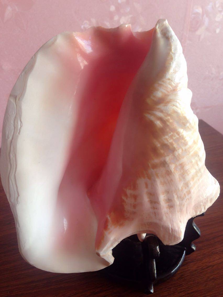 Natural shell Super sea snail Rouge Phoenix snail ornamental collection Creative gift Conch shell ornaments