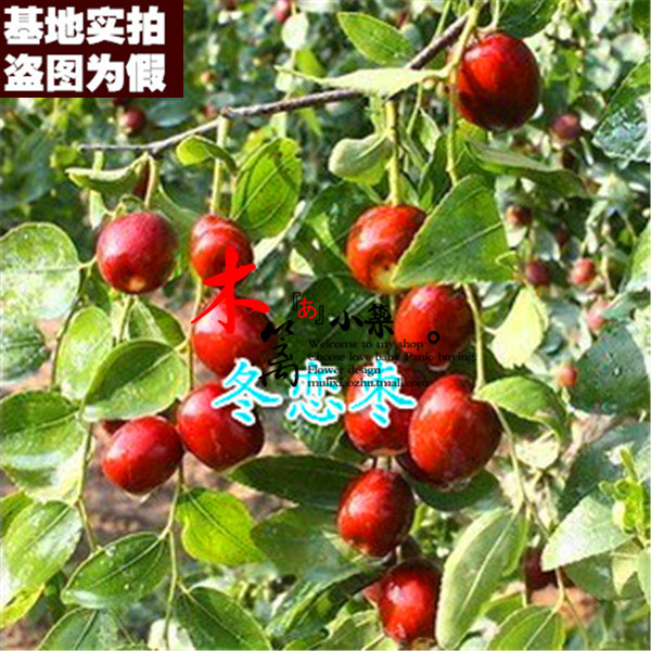 【冬恋枣15】果樹苗枣树嫁接枣苗 阳台庭院绿植盆栽枣子苗