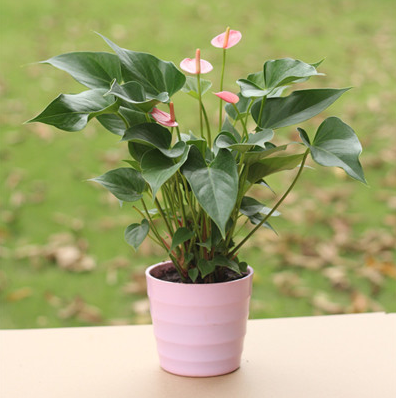 红掌粉掌除甲醛盆景 防辐射办公室内花卉 桌面水培花草绿植盆栽
