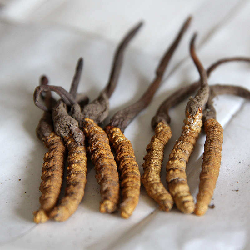 Sichuan Tibet this year fresh bugs herb smell extra large four about one gram bulk sale