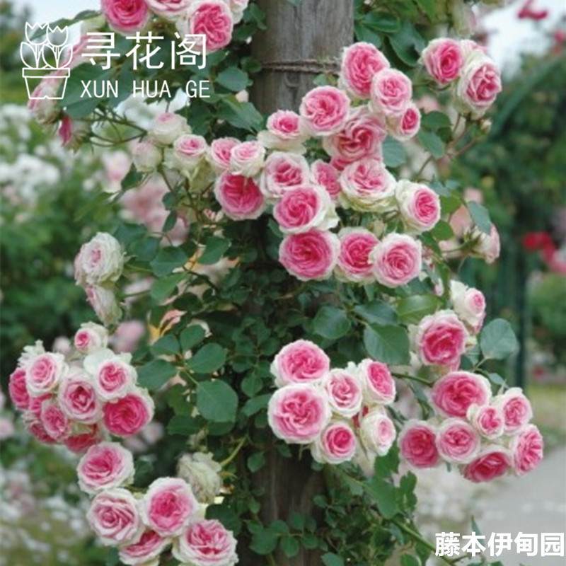 四季开花欧月 藤本月季花苗盆栽欧洲大花爬藤蔷薇带刺植物 包邮