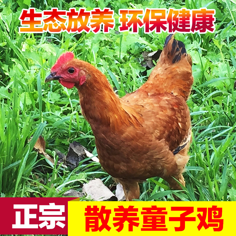 Native Hong Kong Con Authentic Farmhouse Loose Child Chicken Broiler Chicken Broiler Chai Chicken Hay Live Chicken Broiler Chickens And Chickens Now Kill