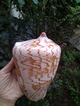 Big conch shell landscape snail Mediterranean home furnishings fish tank aquarium aquarium landscape decoration