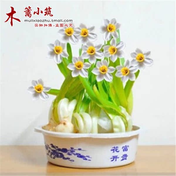 桌面水培植物水仙花球洋水仙绿植盆栽室内防辐射水仙花赛风信子