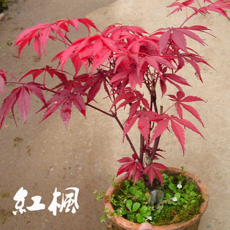 日本红枫苗盆景盆栽 红枫大苗 美国红枫小苗 地栽盆栽观叶植物