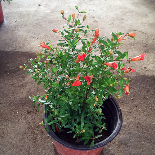 �Ӻ�Ե�辰 91576