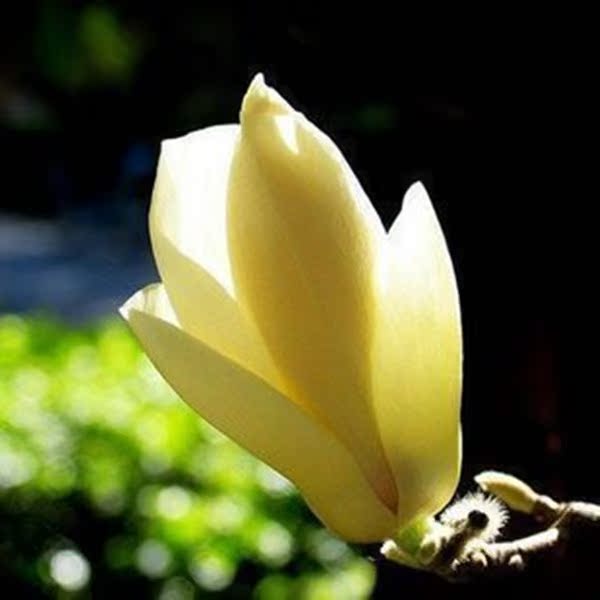 【绿玉兰苗】促销绿化苗木玉兰苗 粉玉兰 绿玉兰 紫玉兰苗可盆栽