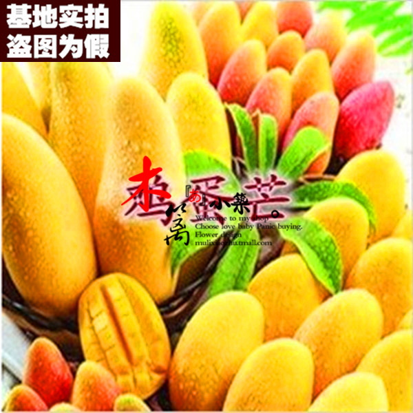 【鸡蛋芒15】室内外庭院盆栽地栽芒果花苗 芒果树 南北方种植