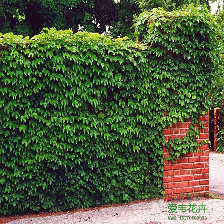 Climbing master plant American five-leaf brocade seedlings - climbing tiger seedlings - climbing vine red leaf climbing wall tiger flowers