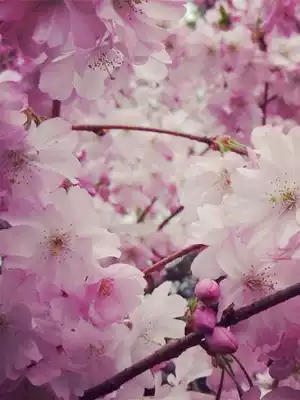 Domestic Shipping Domestic SF Shipping International Shipping Booking Make-up area