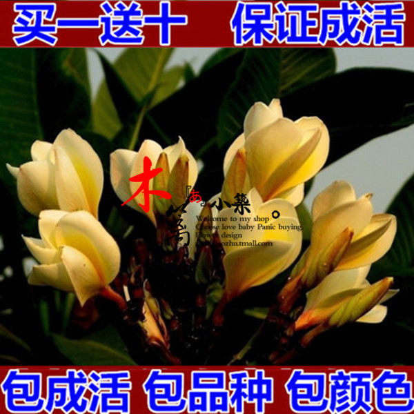 【牡丹栀子16】浓香型芳香栀子花苗 四季盆栽栀子花苗