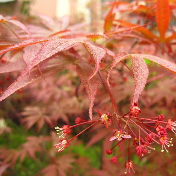 红枫苗 美国红枫苗 红羽毛枫苗 日本红枫小苗鸡爪槭 盆栽地栽