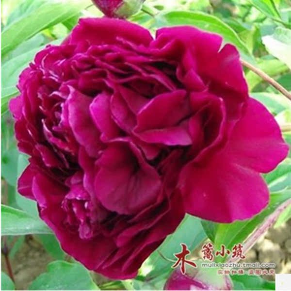 多年生 芍药根块【苍龙】带芽芍药种根 芍药花苗 当年开花