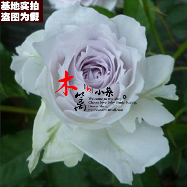 【紫粉16】欧月藤本月季苗 盆栽地载爬藤攀援蔷薇玫瑰花苗