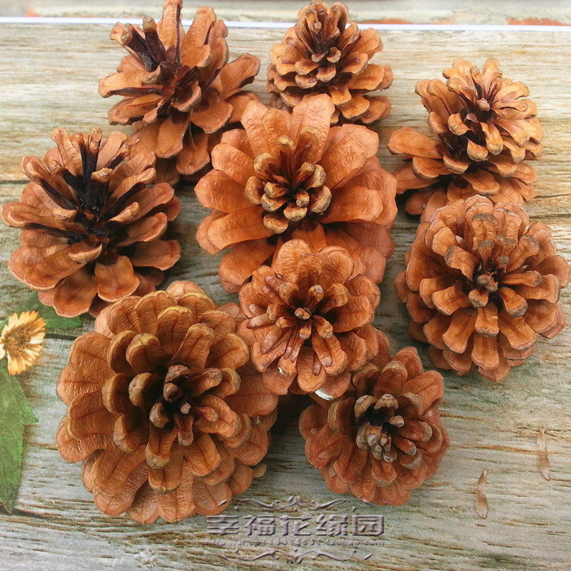 YP9fijvj4H Natural Pine Nuts Drying Flowers Jersey Christmas Tree Hanging Accessories Pine Fruit Balls Shooting Props Retro Props