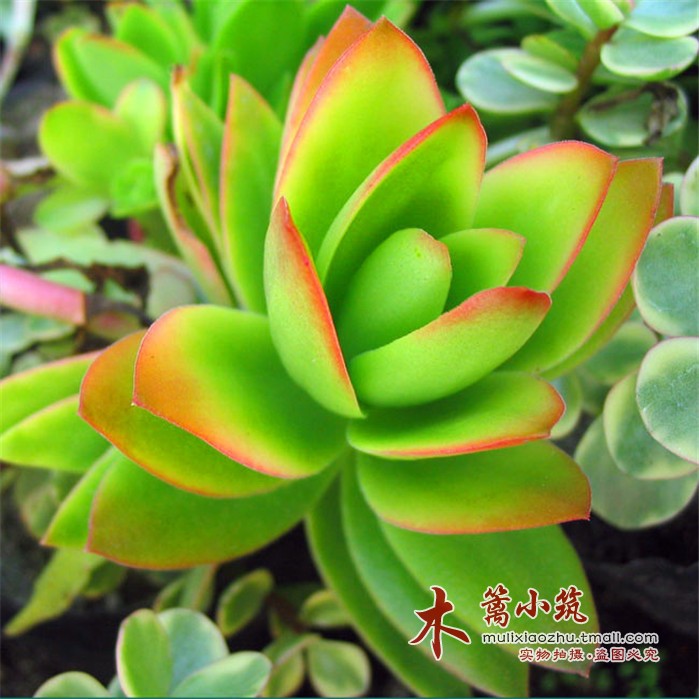 奇花异草 多肉礼品植物【火祭】变色 5cm 迷你吸辐射植物