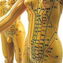 High-definition human acupoint model Whole body acupuncture meridians and collaterals bronze men and women Chinese medicine teaching Xiaoren props map home