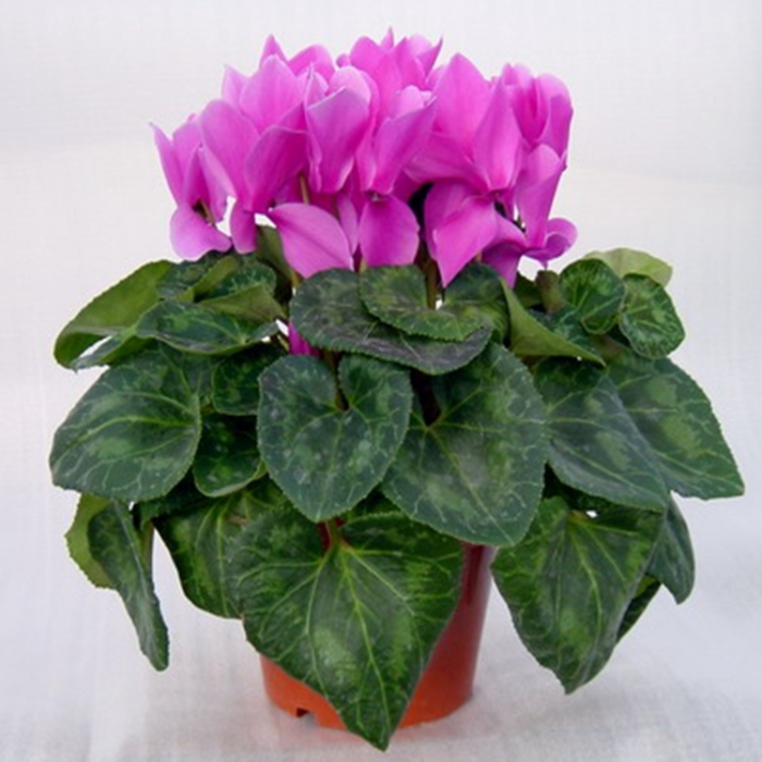 仙客来 观赏花卉奇趣植物盆栽植物美观吸甲醛办公室内植物