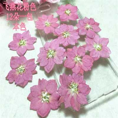 飛燕花千鳥花千鳥草壓花押花材料滴膠diy手工乾燥花教學植物標本