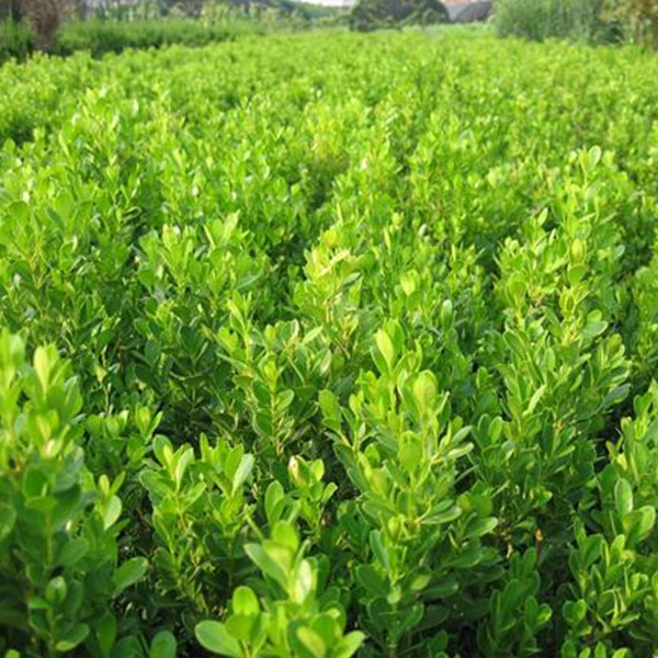 黄杨苗 瓜子黄杨 小叶黄杨小苗 彩色 绿植苗木 规格齐全