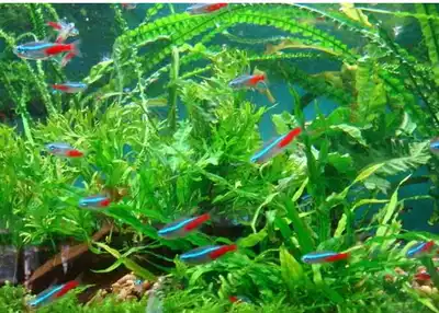 Grass tank lamp fish Small fish Tropical fish Traffic light fish