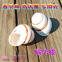 Natural sea snail shells white snails snail roll befish pinning crab replacement shell fish tank microscape water ethnic group view