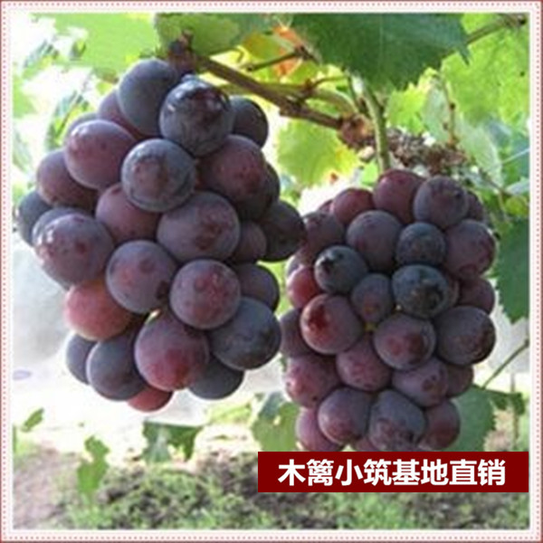 【巨峰葡萄】当年结葡萄苗 庭院阳台盆栽地栽葡萄苗 南北方种植