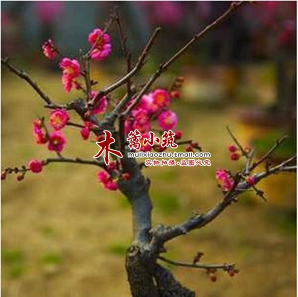 当年可开花 精品梅花苗【赤梅】阳台庭院盆栽地栽绿化 不惧严寒