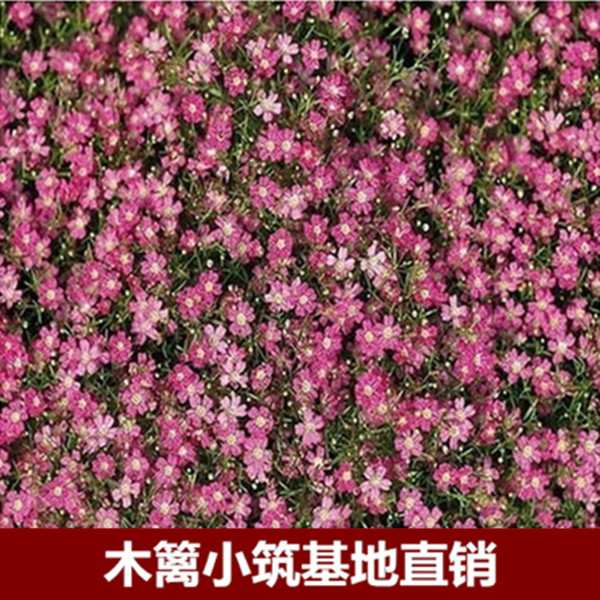 满天星【深粉色】盆栽室内花卉 阳台花草 观花植物易种植