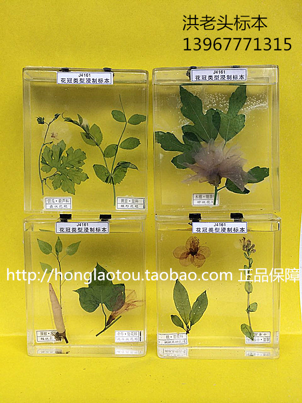 花冠类型浸制标本七种  生物教学标本 中小学幼教配套标本