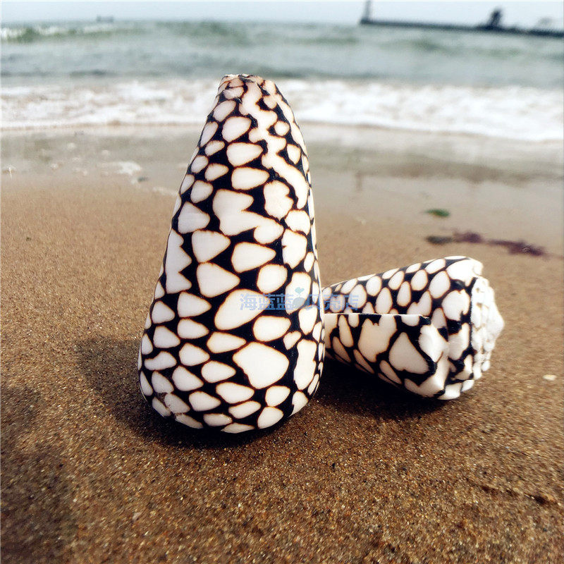Natural conch shell 7CM fish scale taro snail Aquarium landscaping floor decoration Home decoration specimen collection toys