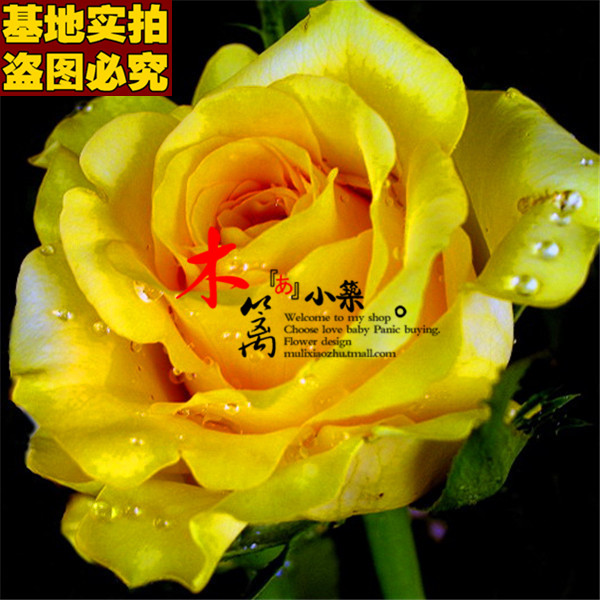 【金枝16】玫瑰苗 盆栽花卉 玫瑰花苗 四季播盆栽地栽易种植物