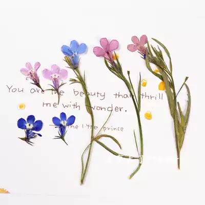 Six-fold flower embossed dry flower drops glue dry flower phone Protective case plant specimens children handmade bookmark material