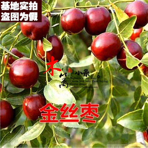 【金丝枣15】果樹苗枣树嫁接枣苗 阳台庭院绿植盆栽枣子苗