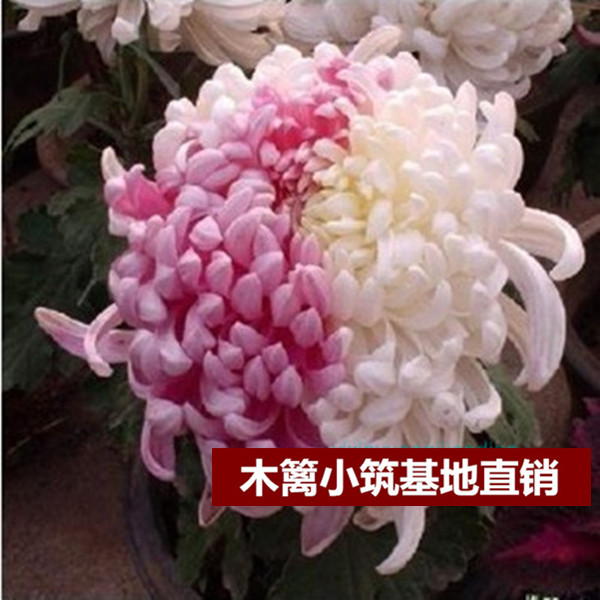 限时特价 盆栽菊花【秋霞】菊花苗 四季菊花菊花 当年开花