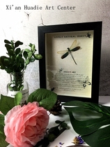 Xishuangbanna virgin forest ~ Dragonfly specimen decorative frame