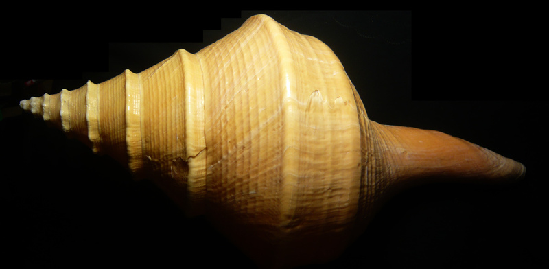 Australian Large Conch Syrinx Aruanus L.1758