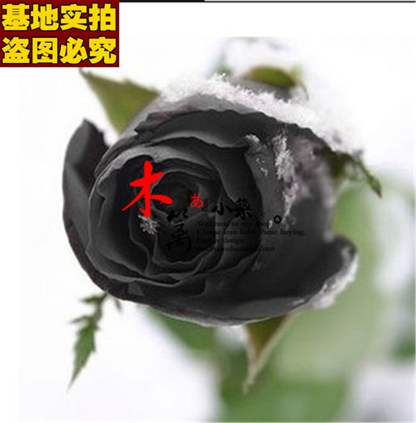 【黑巴克16】四季玫瑰花苗赛蔷薇玫瑰牡丹海棠苗植物【50粒装】