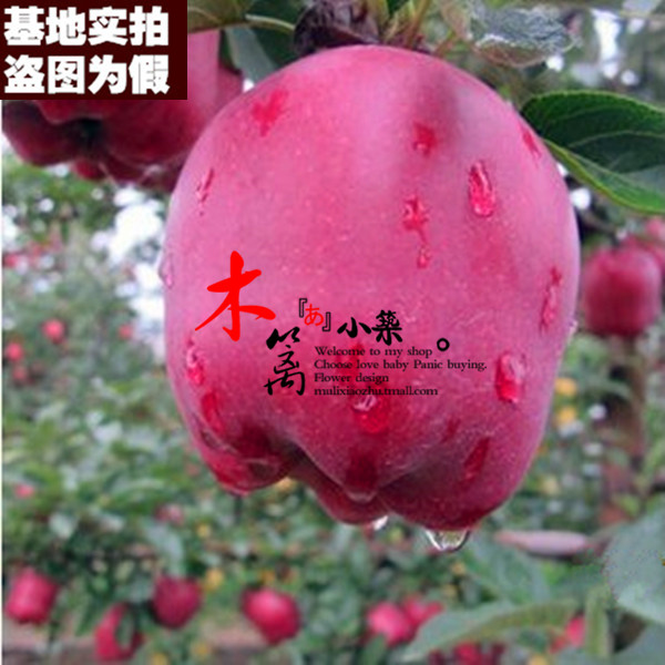 【红元帅15】盆栽/地栽柱状苹果 嫁接苗苹果  当年结苗