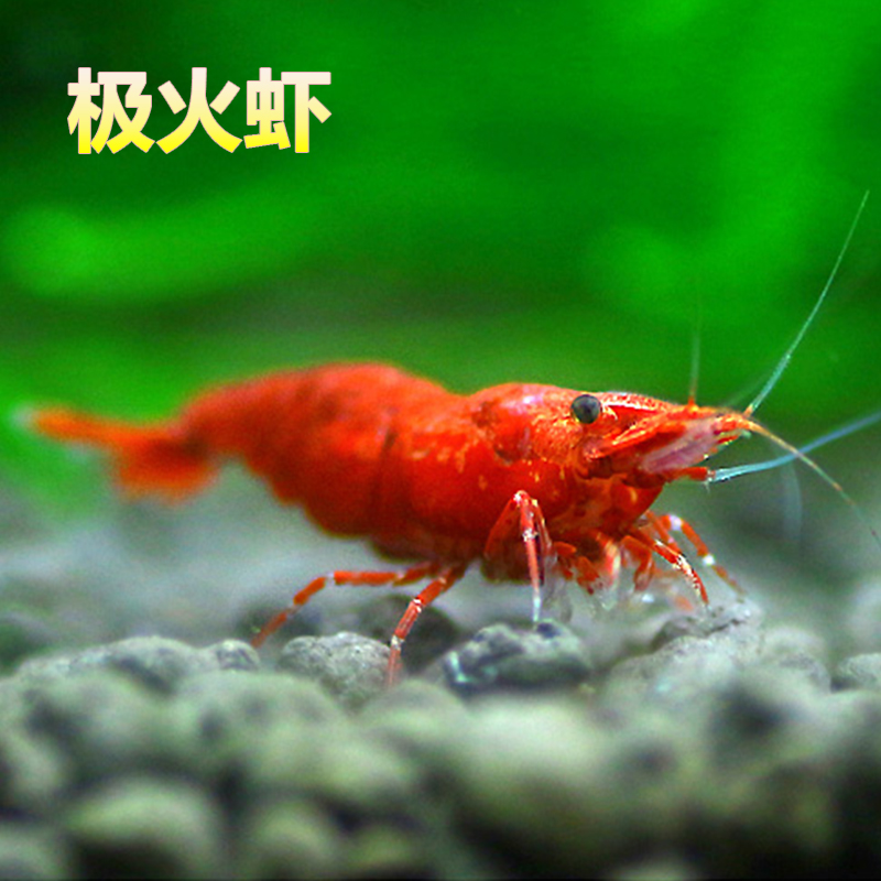 Golden Shrimp Cherry Shrimp Xiangji Glass Shrimp Extremely Fire Shrimp Crystal Shrimp Shrimp Black Shell Shrimp Living