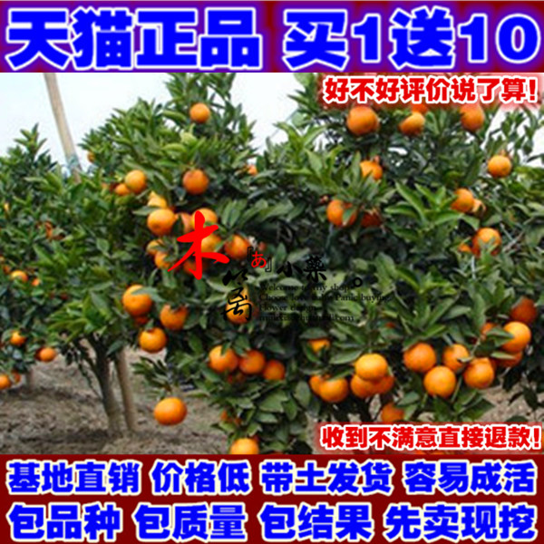 多品种金桔苗盆栽沙糖桔橘子苗嫁接桔子苗 柠檬苗 带土发货