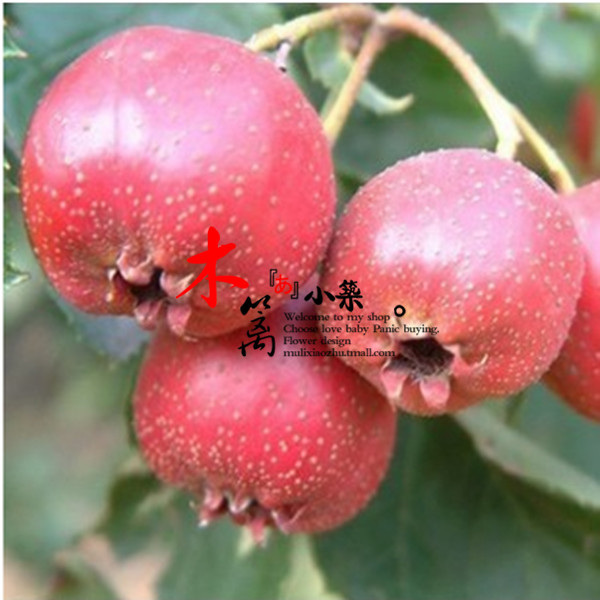 【超金星】阳台庭院盆栽地栽山楂苗 大果山楂苗 带土发货 当年结