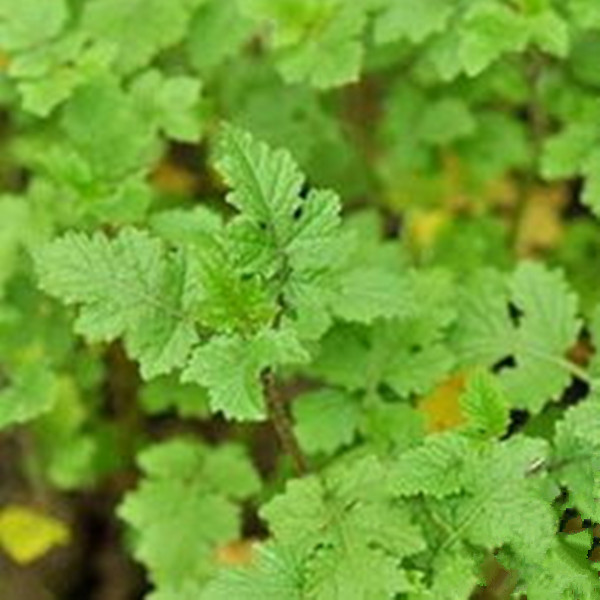 白芥子 盆栽室内苗花卉 阳台花 观花植物