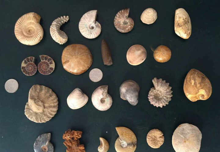 Chongguan promotional teaching specimens 23 varieties of large sets of fossil specimens collection specimens Fossil packages