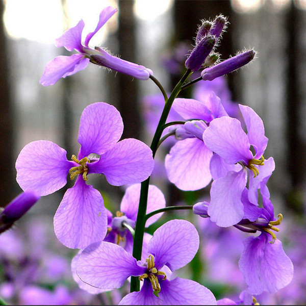 二月兰 耐寒 耐旱 生命力顽强 观赏花卉阳台庭院种植盆栽
